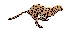 acheeta.gif