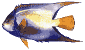 acheeta.gif