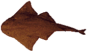 acheeta.gif